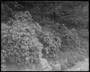 Rhododendrons at brook