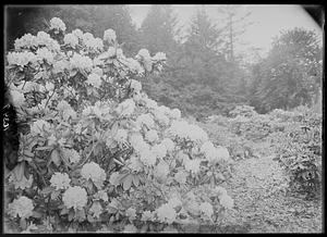 Rhododendron catawbiense hyb.