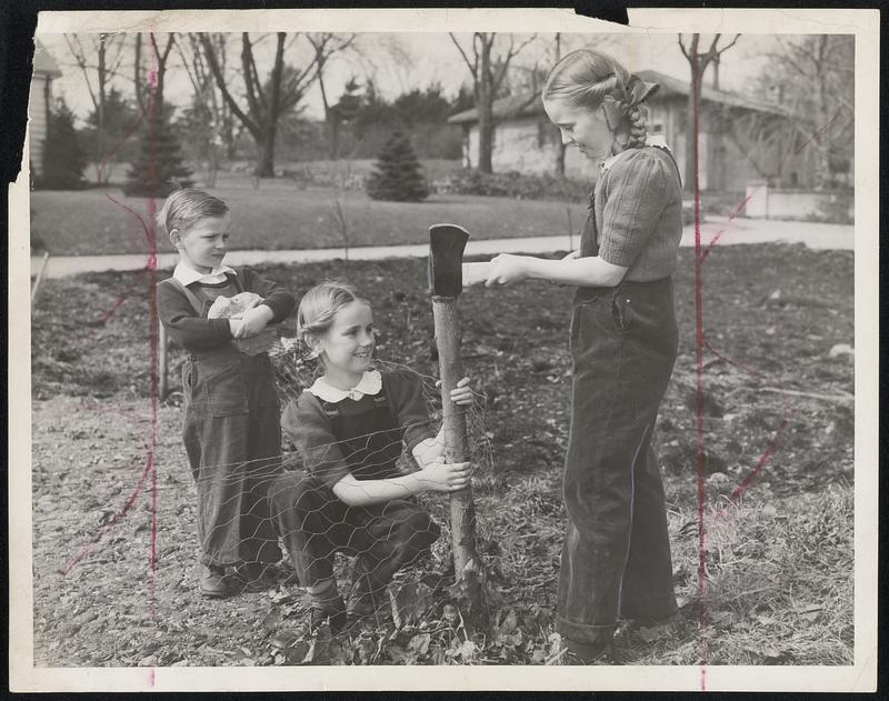 Mayor Tobin's Children stake plot for victory garden and go at it like old timers. Left to right are Maurice, Jr., Carol Ann and Helen Louise.