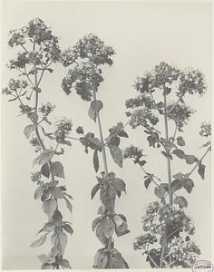 185. Origanum vulgare, wild marjoram, organy