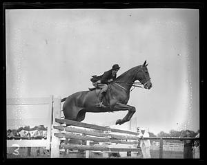 Horse jumping in a race