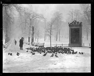 Pigeon storm, Boston Common