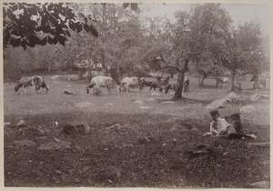 Photograph Album of the Newell Family of Newton, Massachusetts - Cows Grazing -