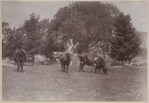 Photograph Album of the Newell Family of Newton, Massachusetts - Five Cows -