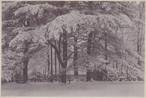Photograph Album of the Newell Family of Newton, Massachusetts - Pine Grove in Winter -
