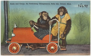 Susie and Congo, the Performing Chimpanzees, Belle Isle, Detroit, Mich.