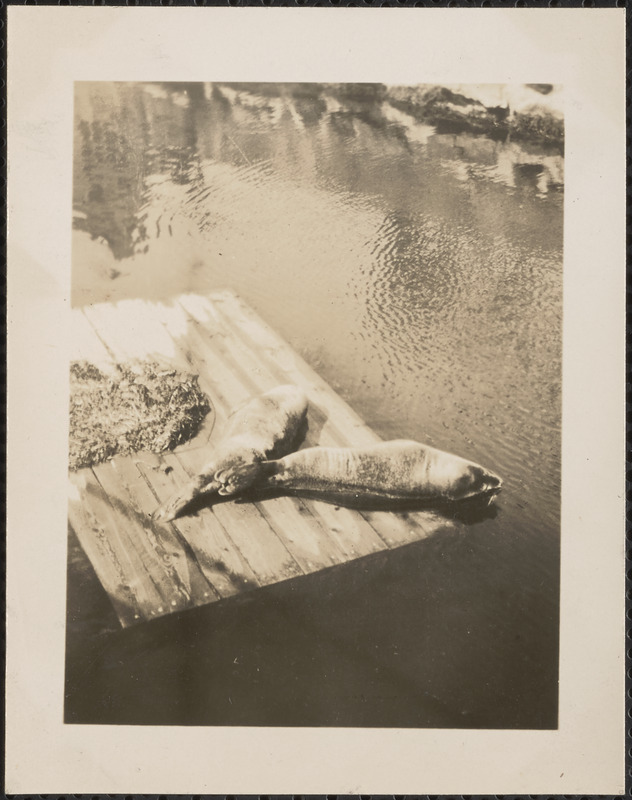 Seals at Woods Hole, Mass.