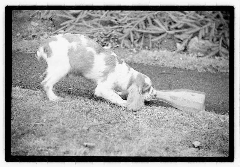 Idahurst Kennels