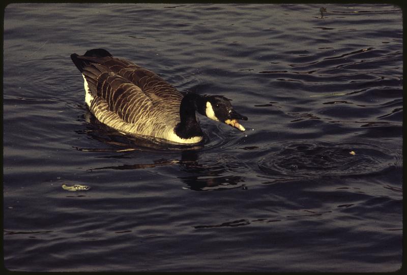 Canadian geese protected area of Charles River branch Digital