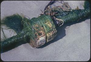 Object in sand covered in seaweed
