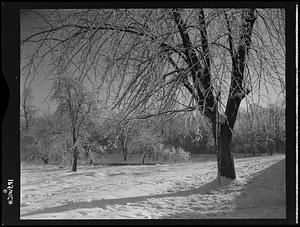 Trees, Ipswich