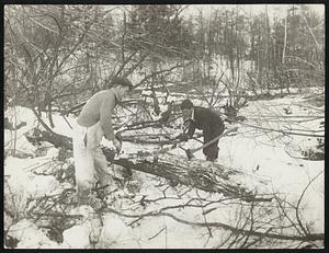 The rough woods before cutting.