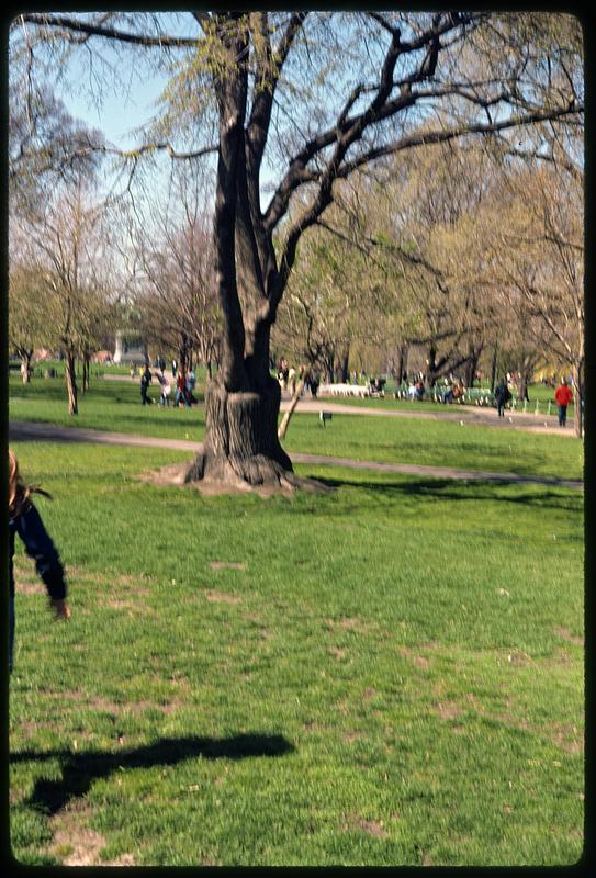 A tree in a park