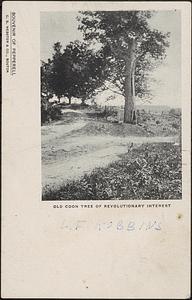 Old Coon Tree of revolutionary interest