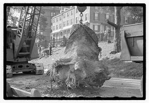 Tree root excavation