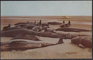 Blackfish or pothead whales on the beach of Cape Cod Bay at Brewster