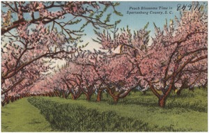 Peach blossoms time in Spartanburg County, S. C.