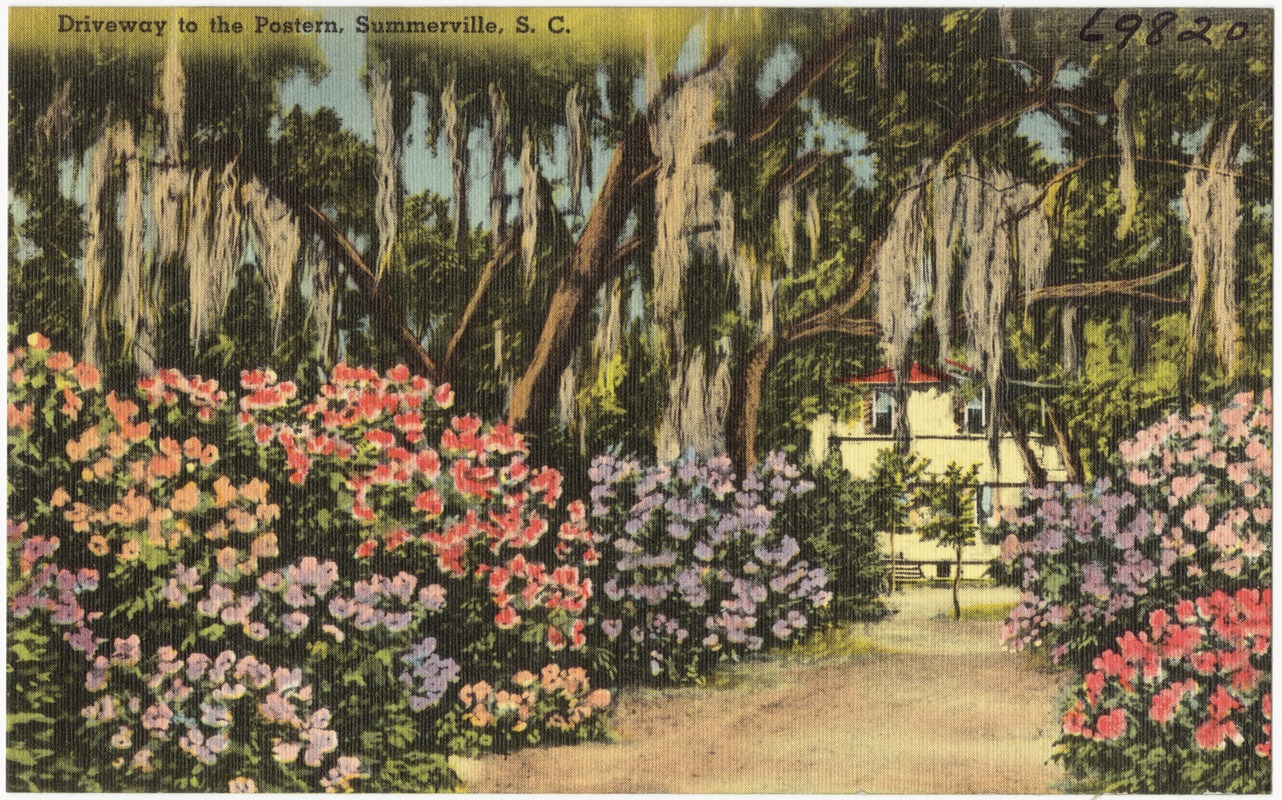 Driveway to the Postern, Summerville, S. C.