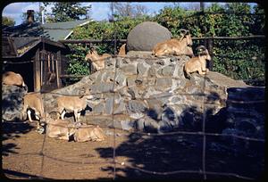 Mountain goats, Middlesex Zoo