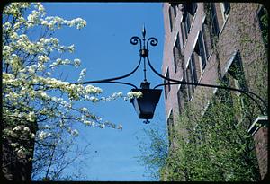 Flowers & light, Beacon Hill