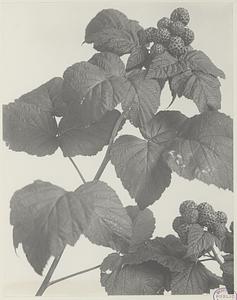 79. Rubus occidentalis, fruit of black raspberry