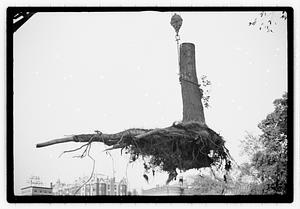 Tree removal