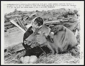 Arcadia, Ind: 13-year-old farm girl Candy Spencer comforts "Baker," a neighbor's cow that is unable to rise after being injured in 4/11's tornado. The Guernsey is a pet the girl has known since it was a calf.