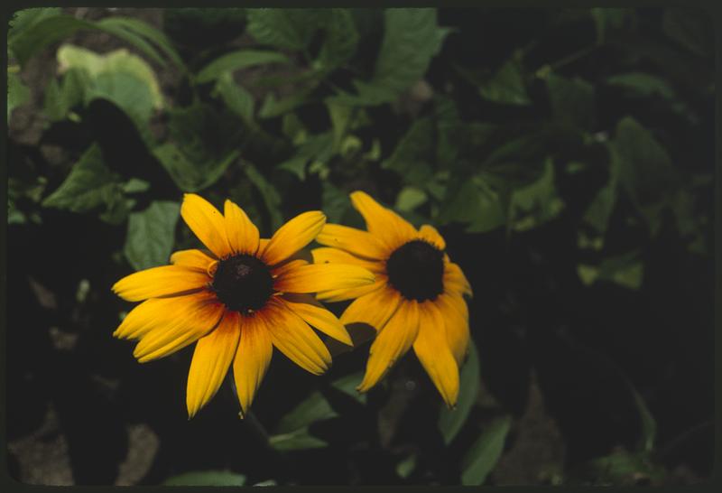 Black-eyed Susans