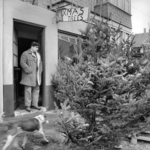 Christmas tree lot, New Bedford
