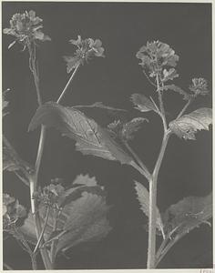 236. Brassica arvensis, charlock