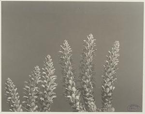 343. Conopholis americana, squaw-root, cancer-root