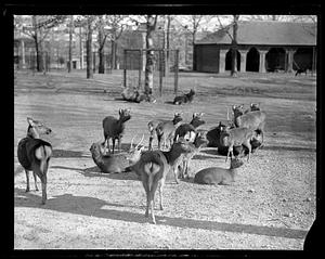 Deer - Franklin Park Zoo