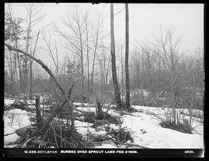 Wachusett Reservoir, burned over sprout land, Boylston, Mass., Feb. 2, 1903