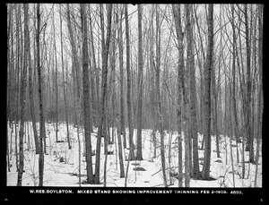 Wachusett Reservoir, mixed stand, showing improvement thinning, Boylston, Mass., Feb. 2, 1903