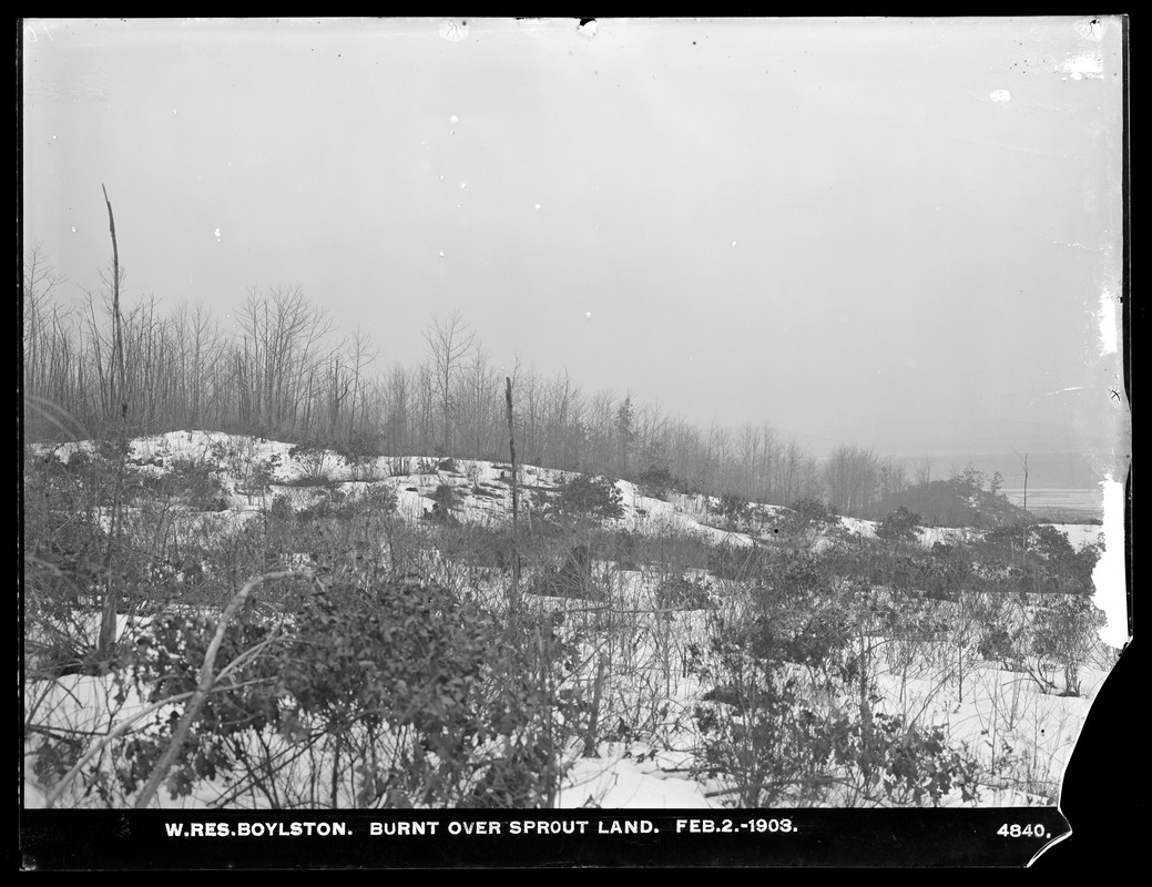 Wachusett Reservoir, burned over sprout land, Boylston, Mass., Feb. 2, 1903