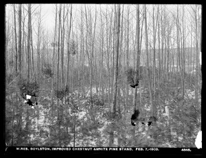 Wachusett Reservoir, improved chestnut and white pine stand, Boylston, Mass., Feb. 7, 1903