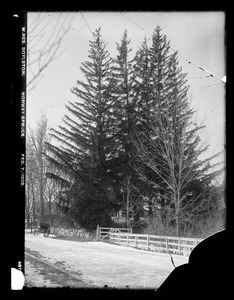 Wachusett Reservoir, Norway spruce, Boylston, Mass., Feb. 7, 1903