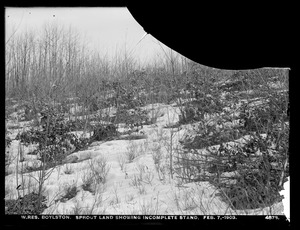 Wachusett Reservoir, sprout land, showing incomplete stand, Boylston, Mass., Feb. 7, 1903