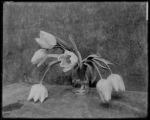 Tulips in vase