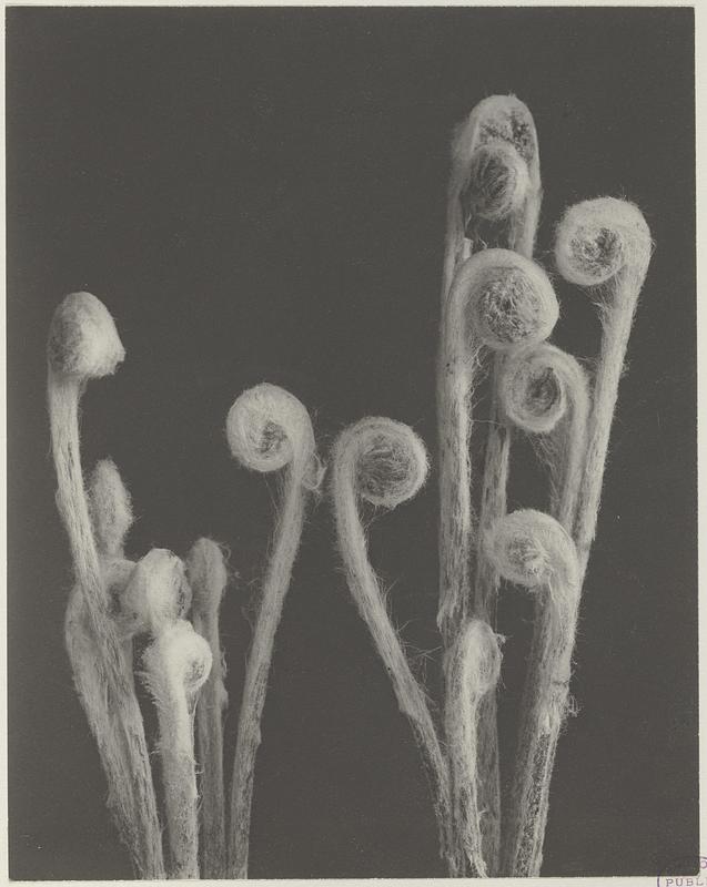 25. Osmunda cinnamomea, cinnamon fern