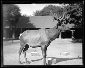 Stag