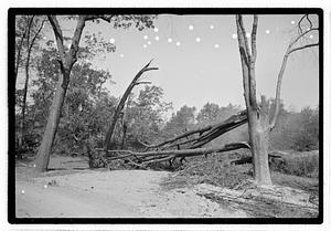Damaged tree