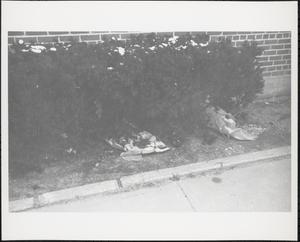 Litter among hedges