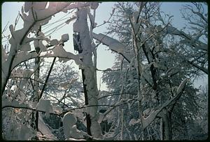 Snow-covered tree branches