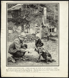 French Red-Cross Dog, World War I