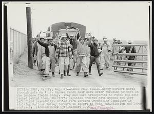 March From Field--Happy workers march through gate on A.C. Hansen ranch near here after refusing to work in the lettuce fields today. They had been transported to ranch and gate locked behind them. sheriff's deputies ordered gate opened and they left field peacefully. United Farm Workers Organizing Committee is striking Salinas Valley farmers in effort to gain jurisdiction and labor contract.