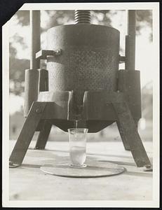 Oil for the Lives of Lepers. Chaulmoogra oil, principal medicine used in the direct treatment of leprosy is shown running out of a press in the Bibanga Leper Camp in Africa's Belgian Congo. The chaulmoogra seed is scraped, dried, washed, cracked and the oil kernels removed and put in the press. The oil is boiled and filtered and administered by mouth or hypodermically.