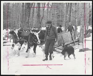 Sap Hauling Time...Paul Gay, 67, of New London, N.H., Leads His Oxen out of Woods After Collecting Sap. Thirty-Five Gallons of Sap Are Needed to Make One Gallon of Maple Syrup.