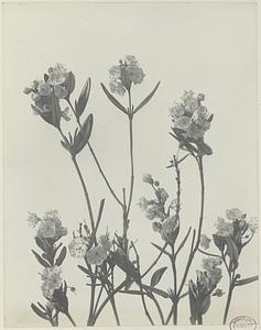 87. Kalmia polifolia, pale, or swamp laurel