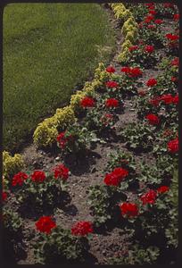 Red flowers